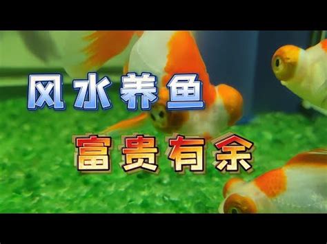 財位可以養鬥魚嗎